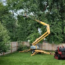 How Our Tree Care Process Works  in  Avalon, NJ