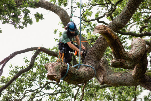 Professional Tree Care in Avalon, NJ